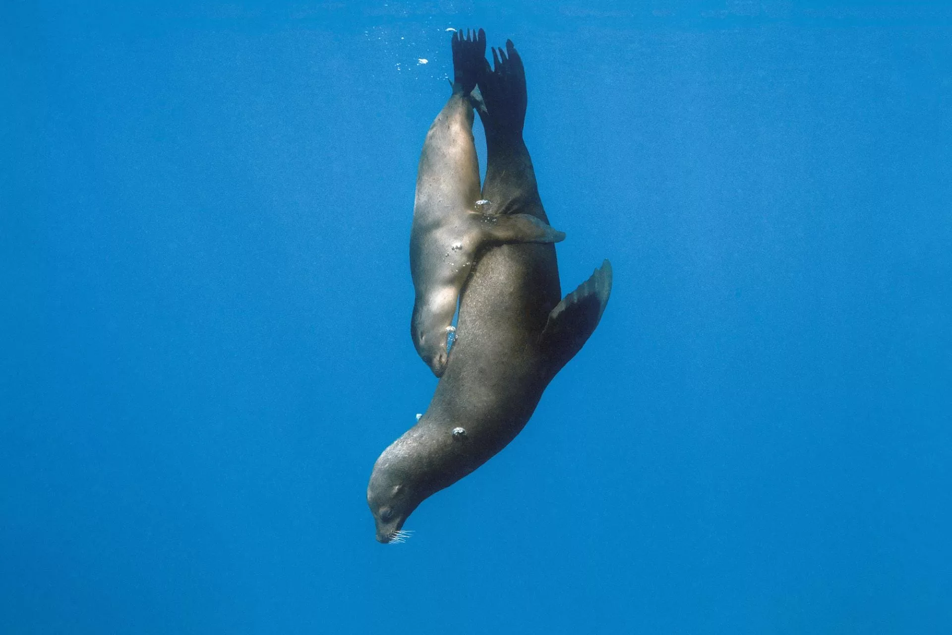 “Moving Mummy Hug”
La Paz, Mexico, 2018
© Hussain Aga Khan / Focused on Nature