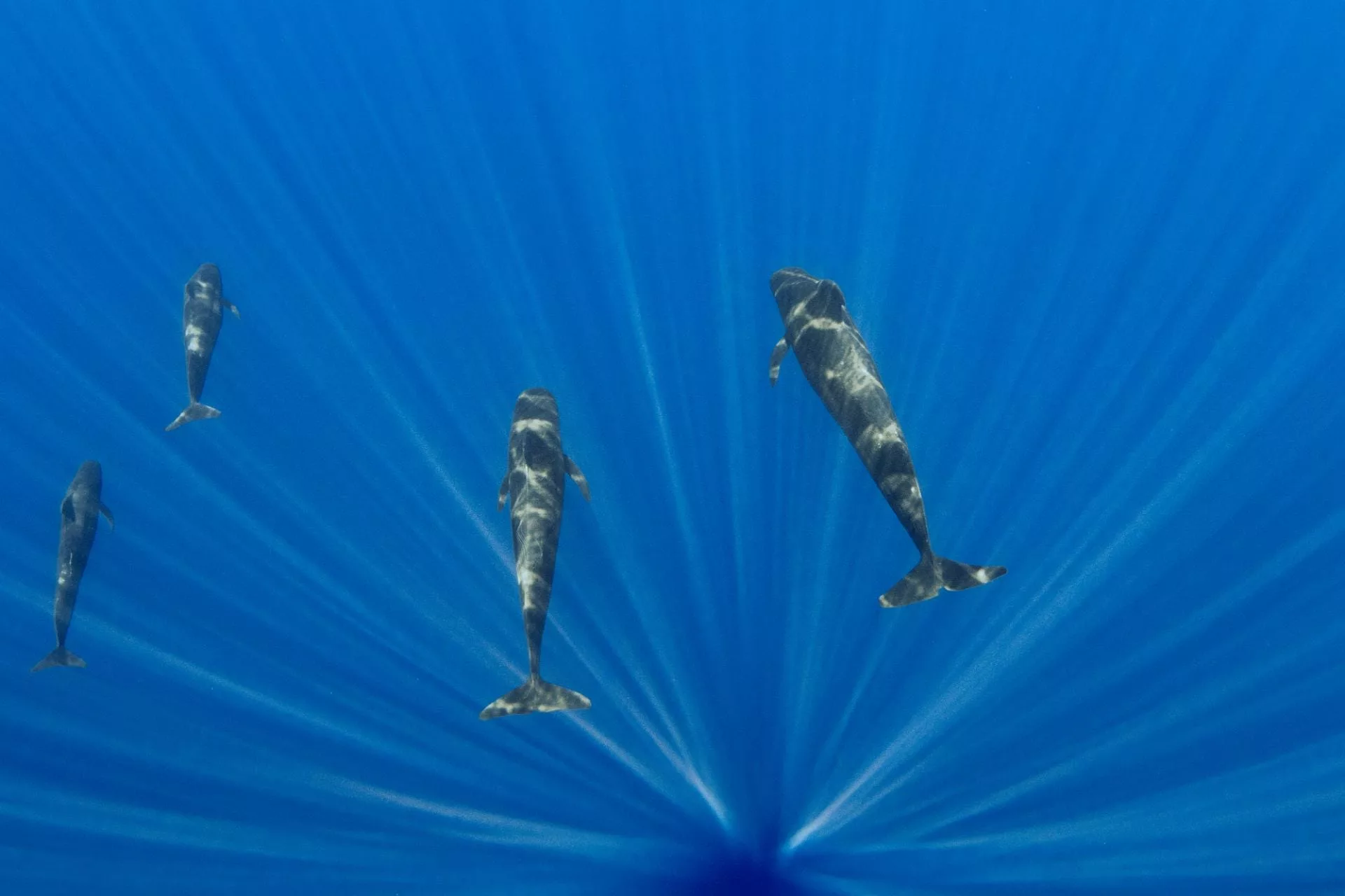Pilot whales swimming through shards of light
Mo’orea, August 2019
© Hussain Aga Khan / Focused on Nature