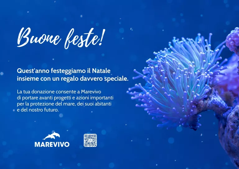E-CARD-NATALE-2025-MAREVIVO-Anemone