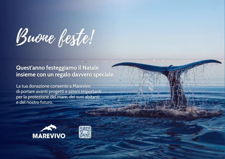 E-CARD-NATALE-2025-MAREVIVO-Balena-2