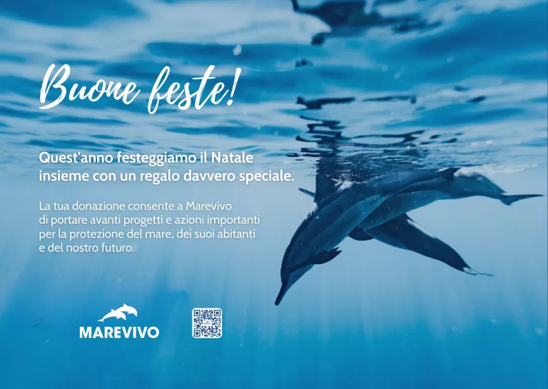E-CARD-NATALE-2025-MAREVIVO-Delfini-2