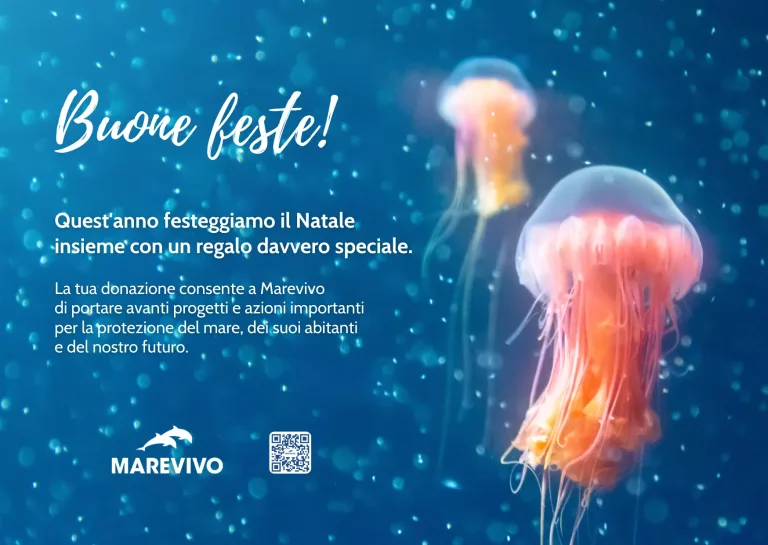 E-CARD-NATALE-2025-MAREVIVO-Meduse-2